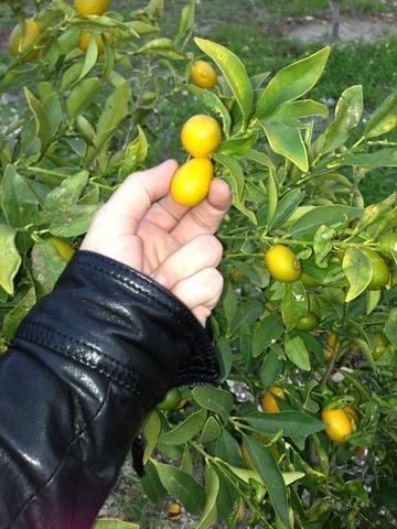Picking citrus from the tree