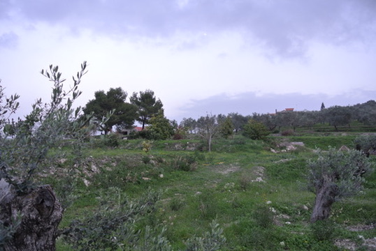 Olive trees on the land