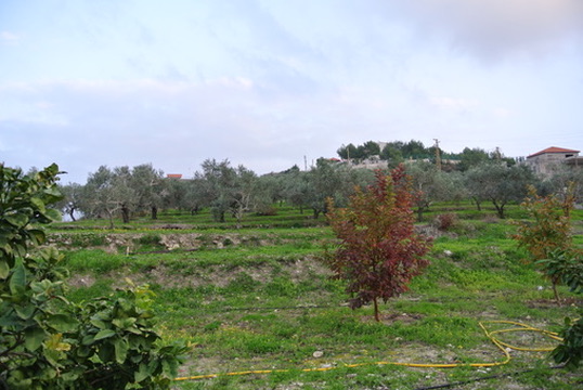 The family land in Maghdoucheh