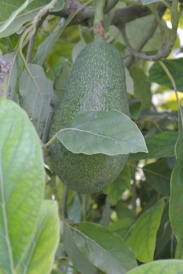 Avocado on the tree
