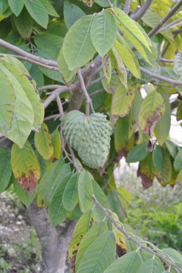 Fruit growing among the leaves