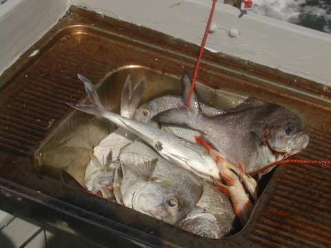 Fish aboard the boat