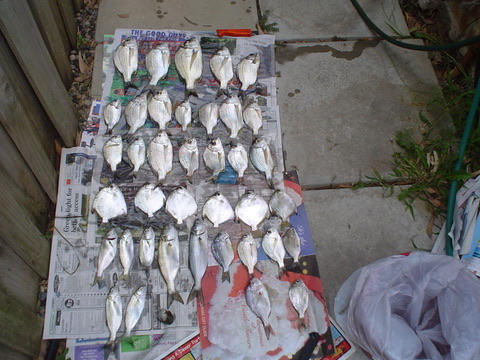 Fish laid out after a catch