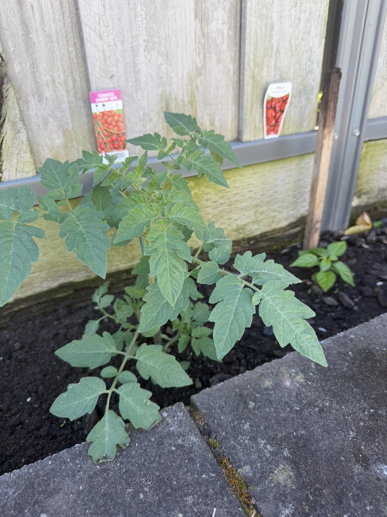 Young tomato plants