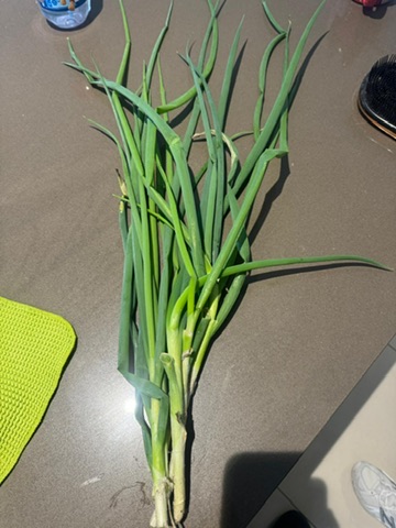 Fresh spring onions