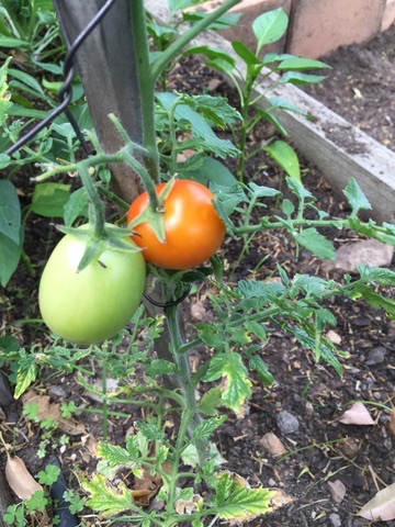 Tomatoes on the vine