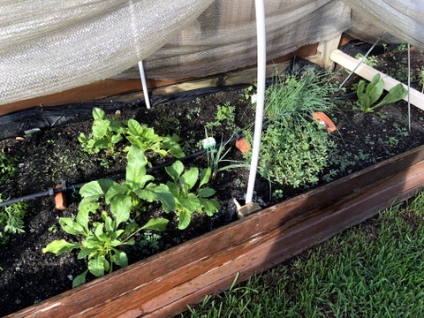 Growing greens