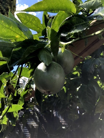 Passionfruit growing