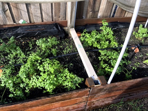 Herbs in the garden